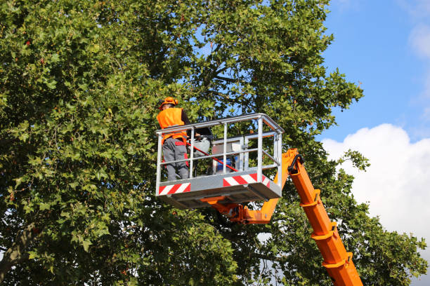 Best Leaf Removal  in Reston, VA